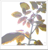 橙