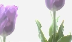 jpg